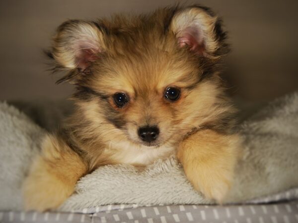 HavaPom-DOG-Male--17749-Petland Iowa City, Iowa