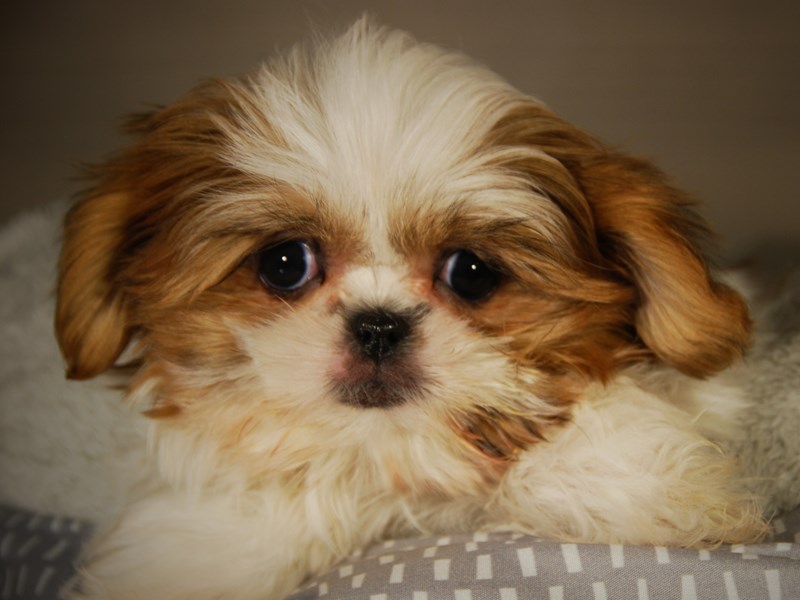 Shih Tzu Dog Male 17752