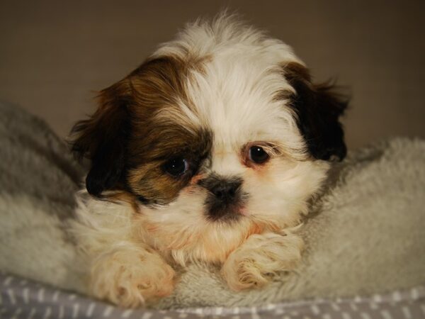 Shih Tzu DOG Female 17753 Petland Iowa City, Iowa