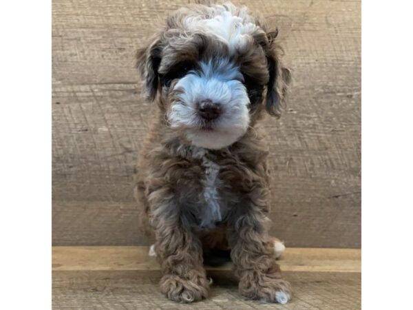 Min Schnauzer-DOG-Female-Chocolate Merle-17758-Petland Iowa City, Iowa