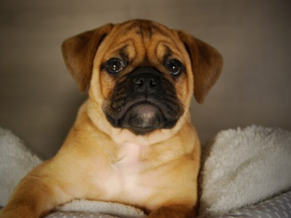 Mini Bulldog DOG Female 17767 Petland Iowa City, Iowa