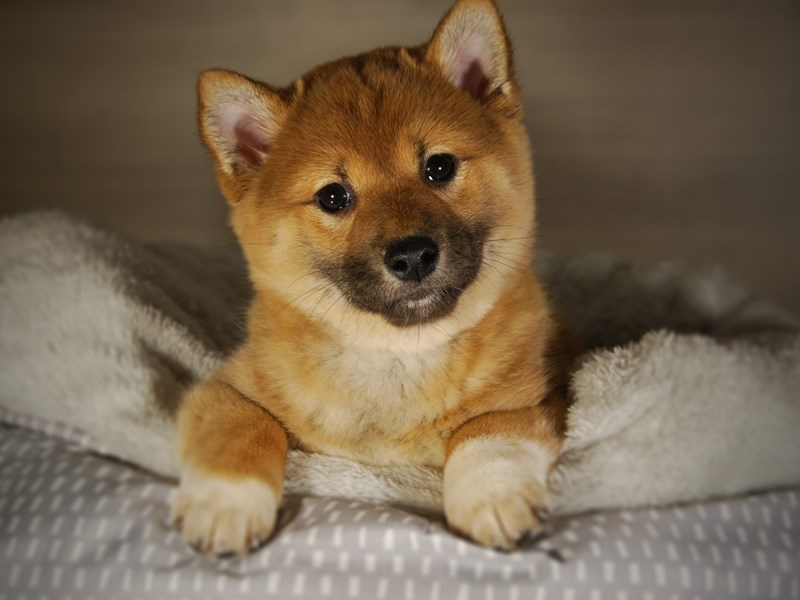 Shiba Inu Dog Female rd & wht 17766