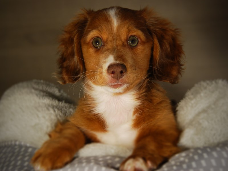 Dachshund Dog Male rd sbl 17764