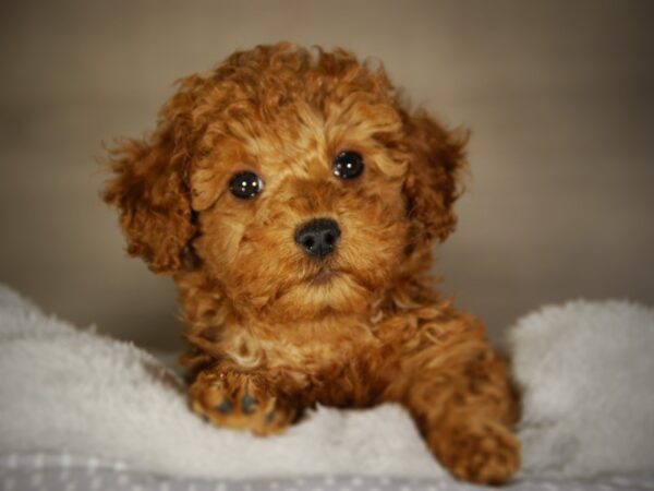 Poodle DOG Female Red 17763 Petland Iowa City, Iowa