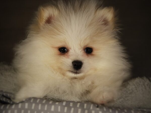 Pomeranian DOG Female White 17762 Petland Iowa City, Iowa