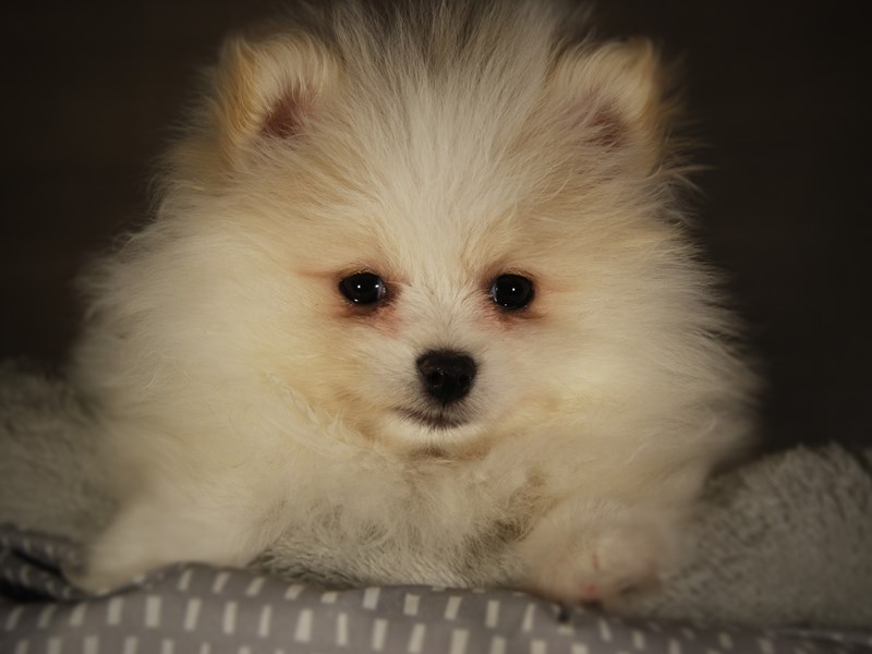 Pomeranian Dog Female White 17762