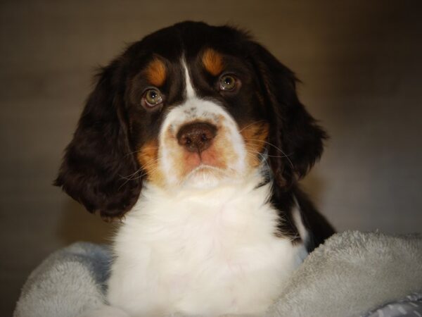 English Springer Spaniel DOG Male Liver White / Tan 17761 Petland Iowa City, Iowa