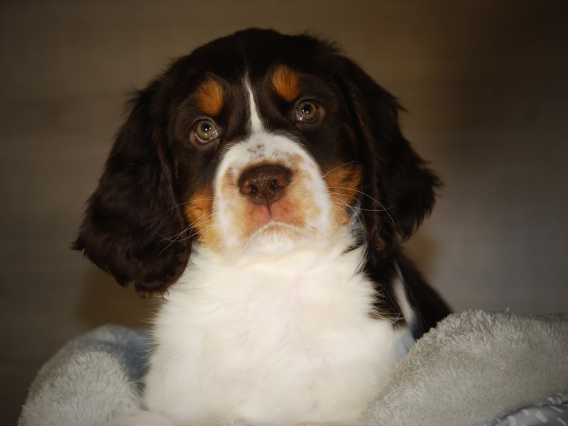 English Springer Spaniel Dog Male Liver White / Tan 17761