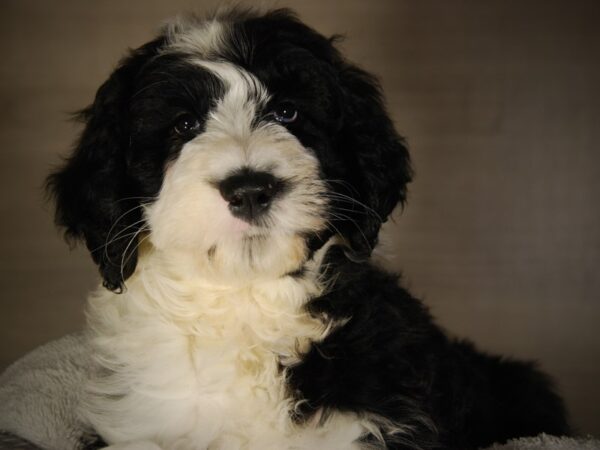 Old English Sheepdog/Poodle DOG Female Black / White 17759 Petland Iowa City, Iowa