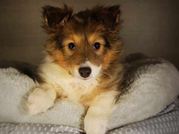 Shetland Sheepdog DOG Female Sable / White 17755 Petland Iowa City, Iowa