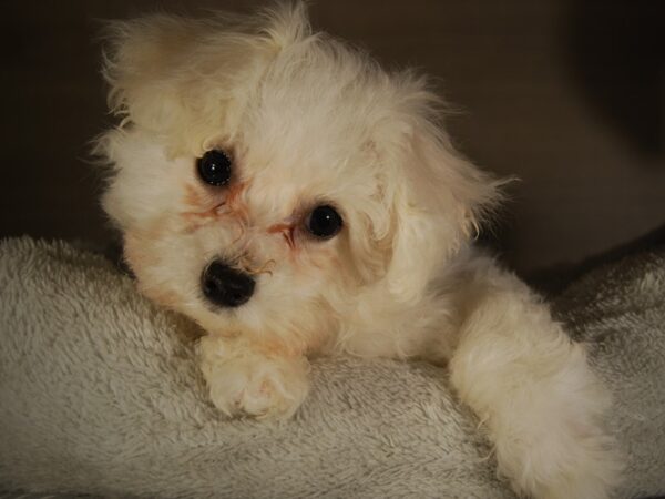 Bichon Frise DOG Female 17754 Petland Iowa City, Iowa