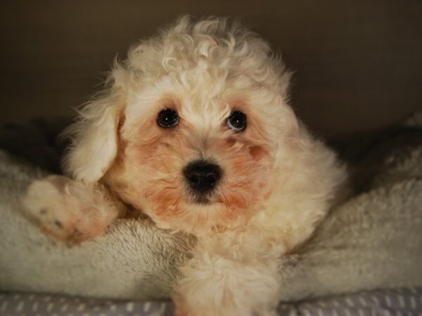 Bichon Frise-DOG-Male--17751-Petland Iowa City, Iowa