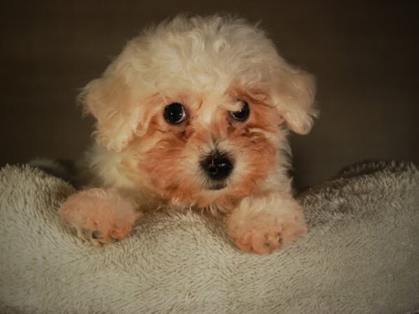 Bichon Frise DOG Female 17750 Petland Iowa City, Iowa