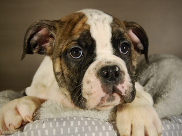 Victorian Bulldoge-DOG-Male-Brindle / White-17768-Petland Iowa City, Iowa