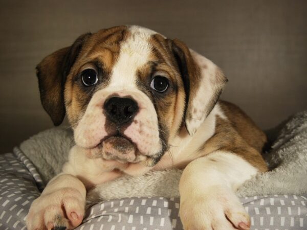 Victorian Bulldoge-DOG-Male-Brindle / White-17769-Petland Iowa City, Iowa