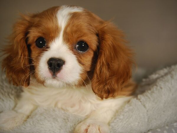 Cavalier King Charles Spaniel DOG Male Blenheim 17772 Petland Iowa City, Iowa