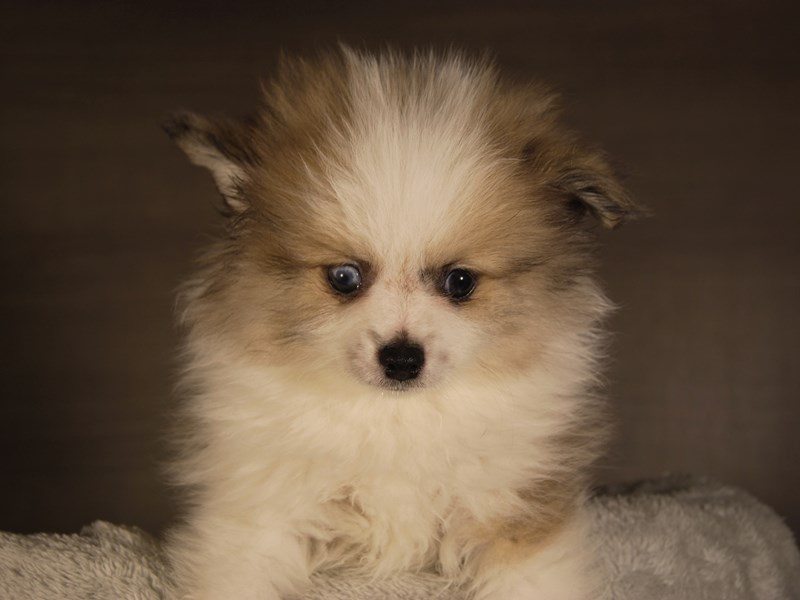 Pomeranian Dog Male Black Tan / White 17774