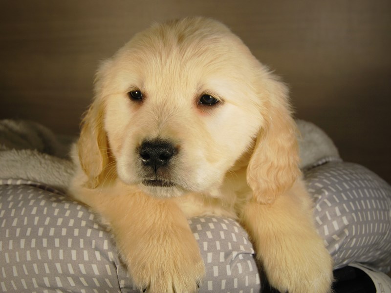 Golden Retriever Dog Male Cream 17773