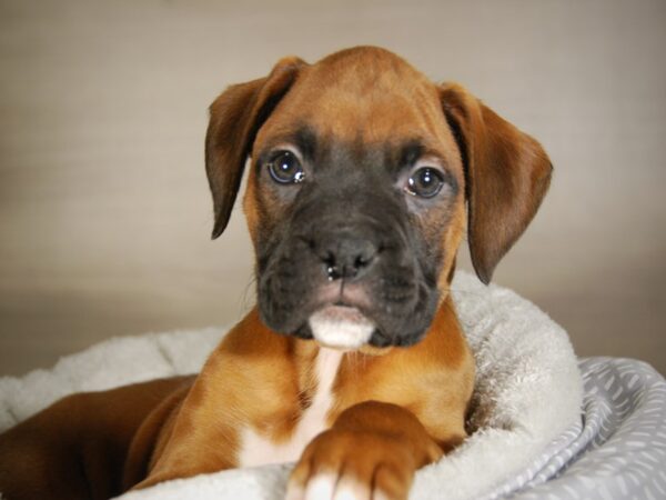 Boxer DOG Male rd, blk msk 17775 Petland Iowa City, Iowa