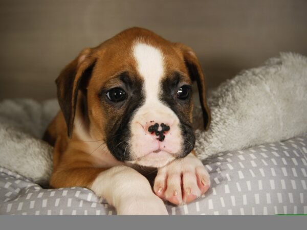 Boxer DOG Female fn & wh 17776 Petland Iowa City, Iowa