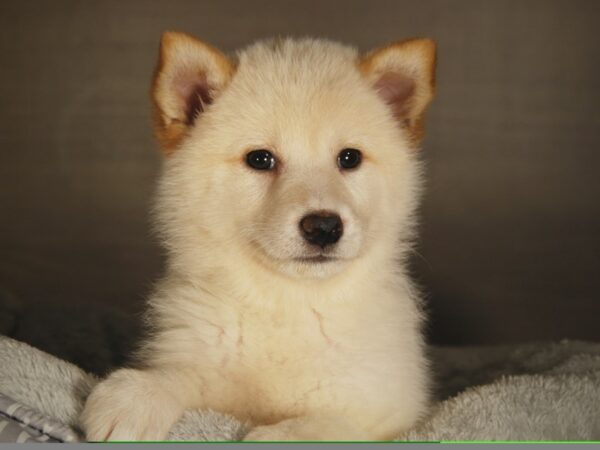 Shiba Inu DOG Female cr 17778 Petland Iowa City, Iowa