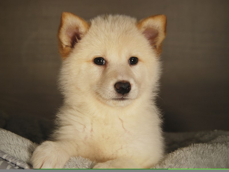 Shiba Inu Puppy cr ID:17778 Located at Petland Iowa City, Iowa