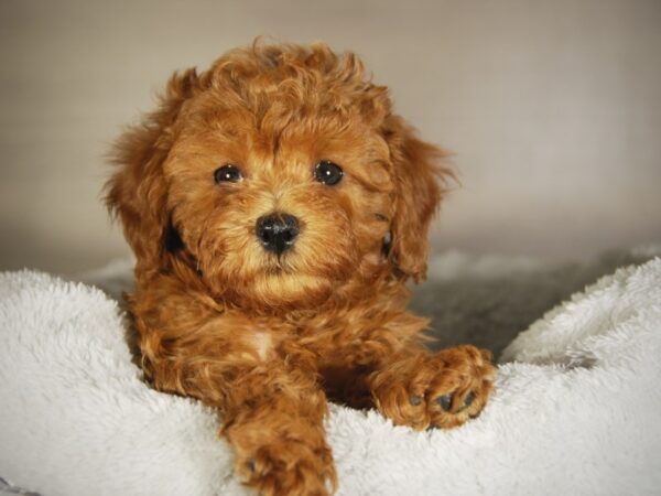 Miniature Poodle-DOG-Female-red-17779-Petland Iowa City, Iowa