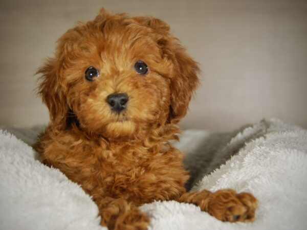 Miniature Poodle-DOG-Female-red-17780-Petland Iowa City, Iowa