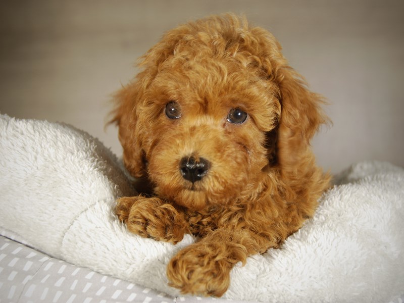 Miniature Poodle Dog Male red 17781