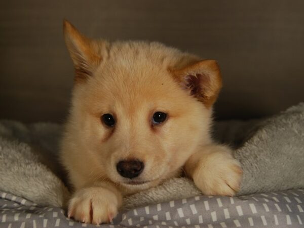 Shiba Inu DOG Male cr 17777 Petland Iowa City, Iowa