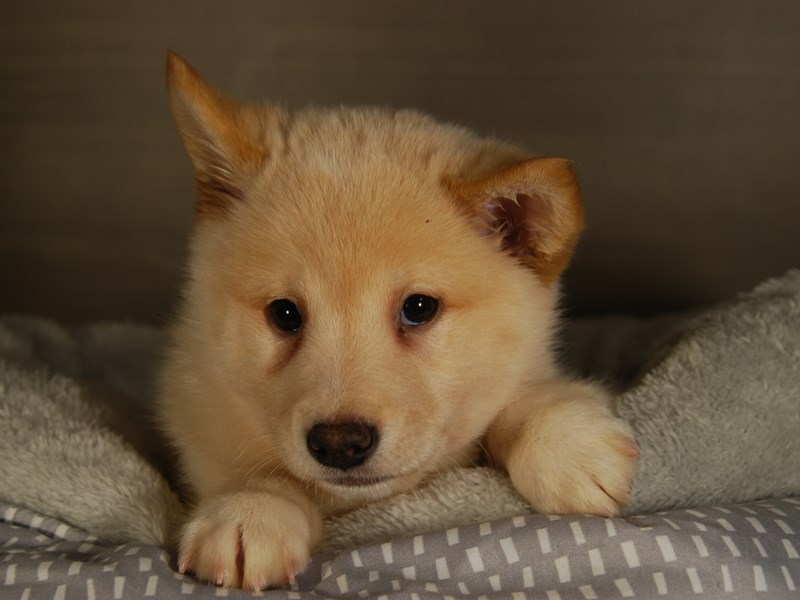 Shiba Inu Dog Male cr 17777