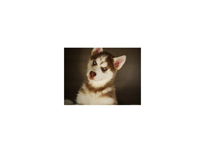 Siberian Husky Dog Female Red & White 17783