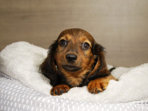 Dachshund DOG Male 17785 Petland Iowa City, Iowa