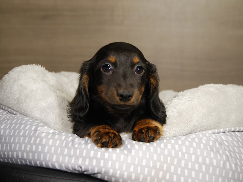 Dachshund Dog Male Black and Tan 17787