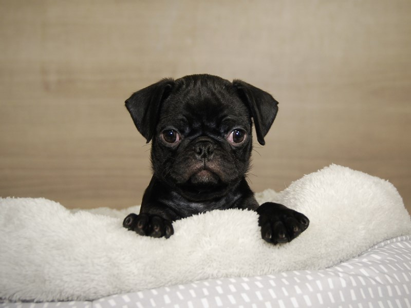 Pug Dog Female Black 17788