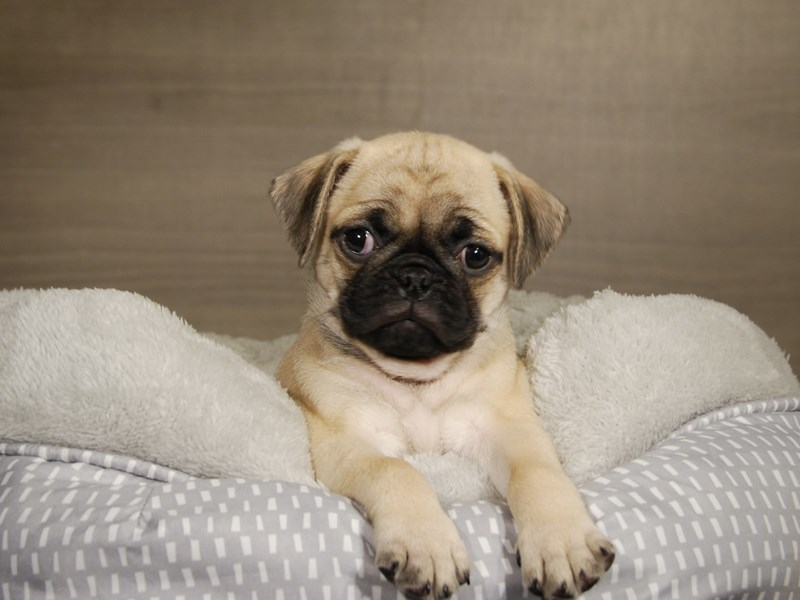 Pug Dog Male Fawn 17789