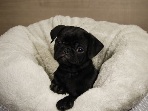 Pug DOG Female Black 17791 Petland Iowa City, Iowa