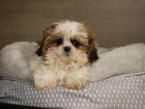 Shih Tzu DOG Male Red/White 17793 Petland Iowa City, Iowa