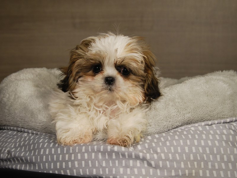 Shih Tzu Dog Male Red/White 17793