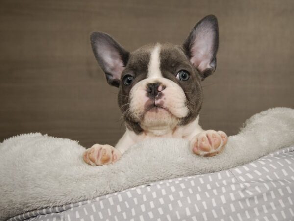 French Bulldog DOG Male Blue 17794 Petland Iowa City, Iowa