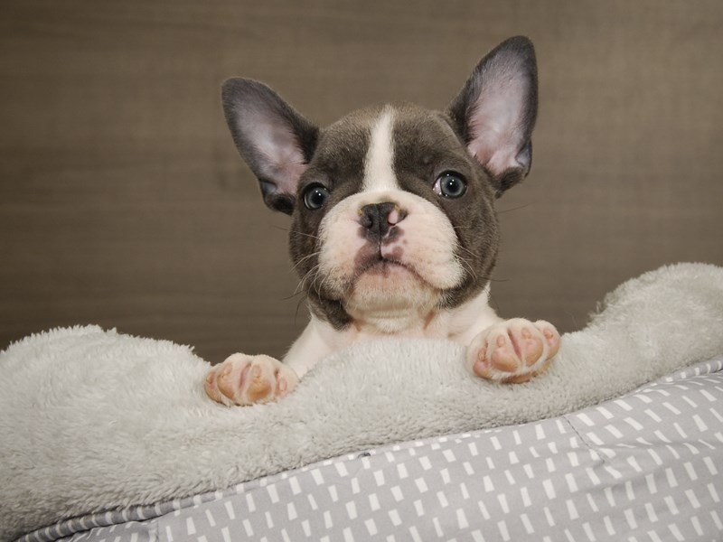 French Bulldog Dog Male Blue 17794