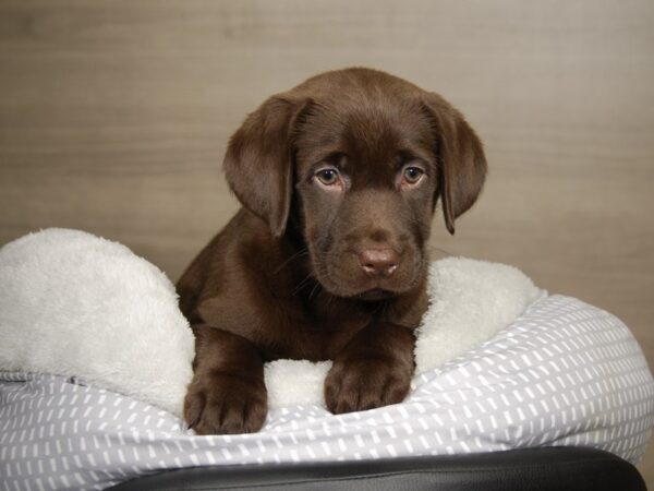 Labrador Retriever DOG Female Chocolate 17795 Petland Iowa City, Iowa