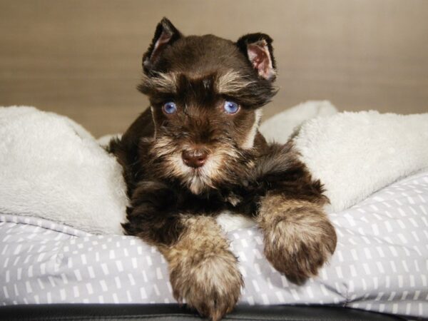 Miniature Schnauzer DOG Female Chocolate 17796 Petland Iowa City, Iowa