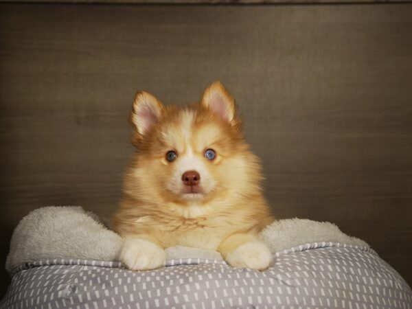 Pomsky-DOG-Male-Chocolate / White-17797-Petland Iowa City, Iowa