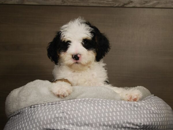 Bernadoodle Mini DOG Male Tri-Colored 17798 Petland Iowa City, Iowa