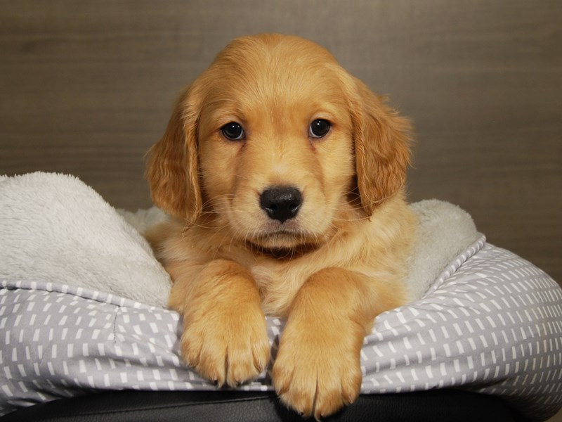Golden Retriever Dog Male Golden 17799