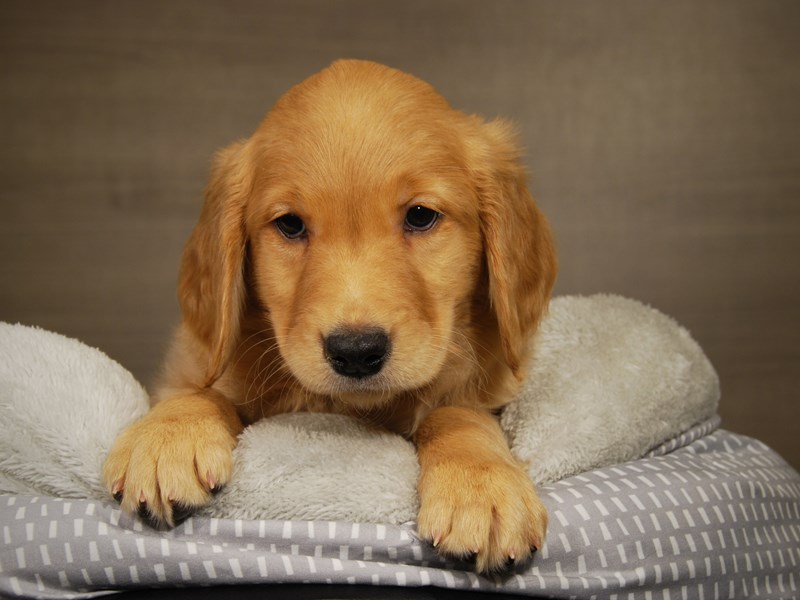 Golden Retriever Dog Female Golden 17801