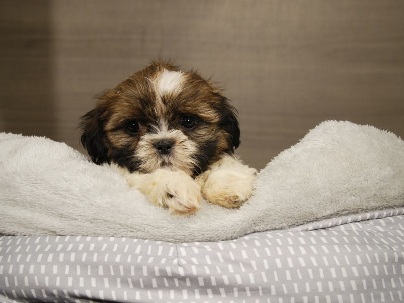 Shih Tzu Dog Male Brown and White 17802