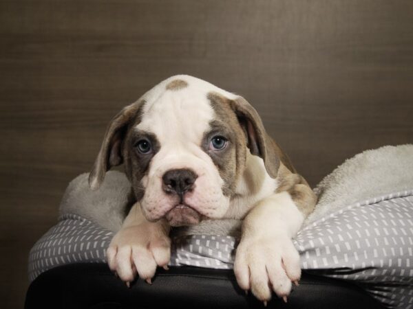 American Bulldog DOG Male bl brdl 17803 Petland Iowa City, Iowa