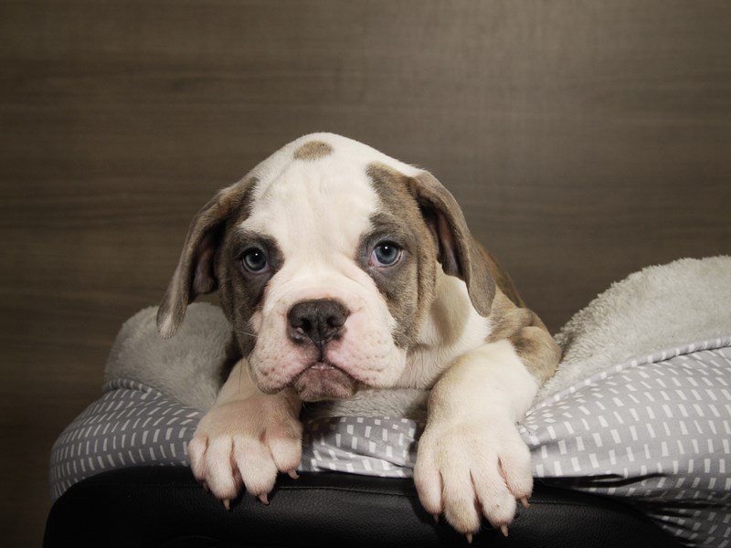 American Bulldog Dog Male bl brdl 17803